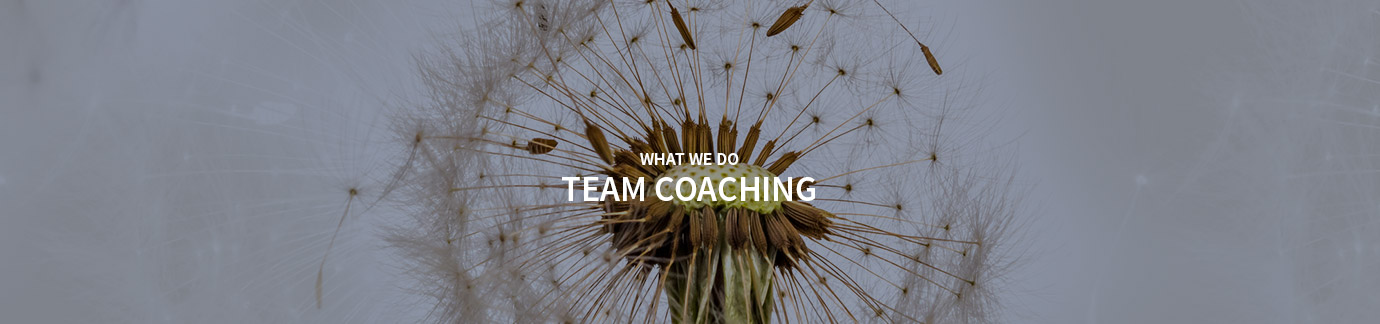 Team Coaching